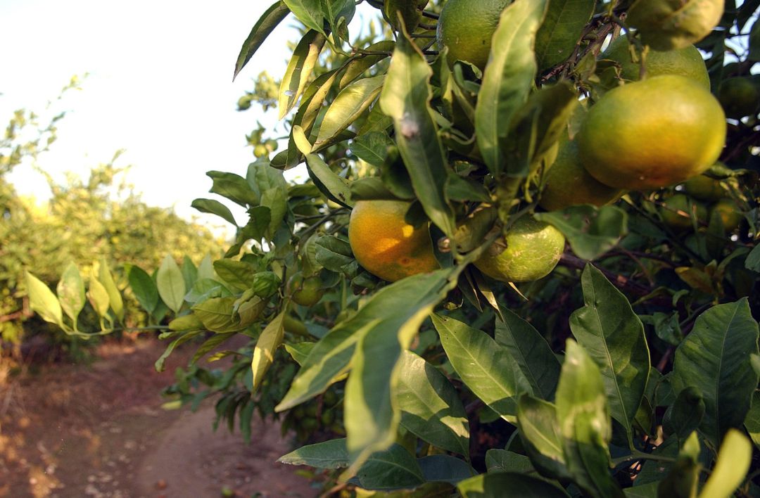 CAMPOS DE NARANJAS CAMPOS DE NARANJAS