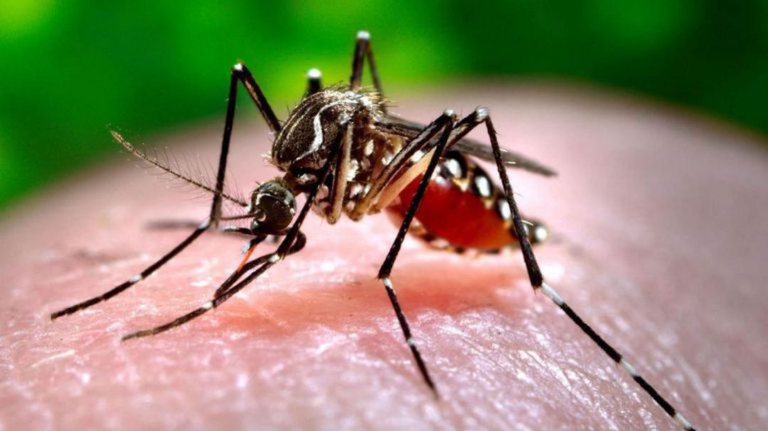 Mosquito tigre Mosquito tigre