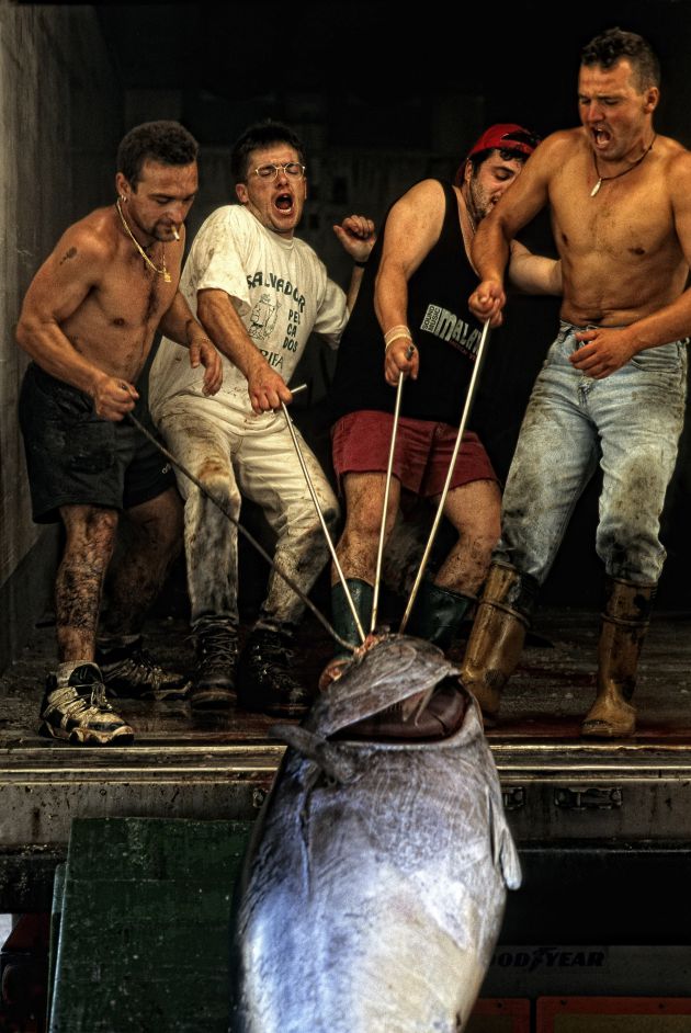 La pesca del atún es una de las tradiciones gastronómicas más emblemáticas de la cultura gaditana. La pesca del atún es una de las tradiciones gastronómicas más emblemáticas de la cultura gaditana.