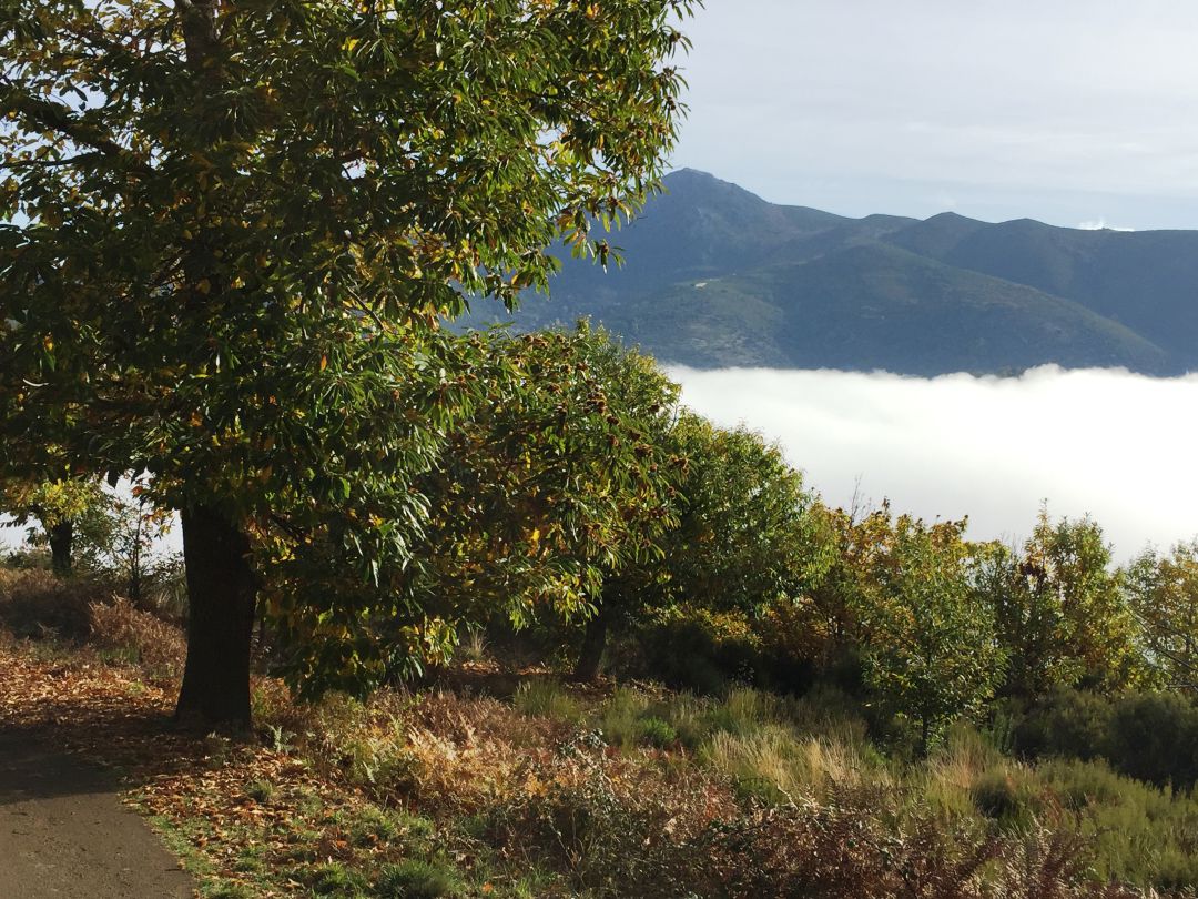Castaños de El Bierzo. Castaños de El Bierzo.