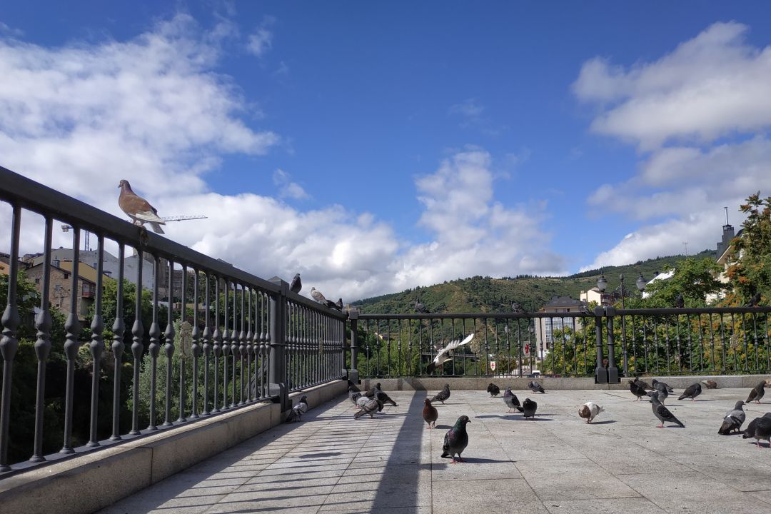 Palomas en el Sil Palomas en el Sil