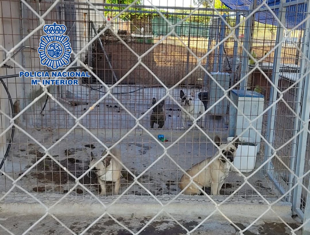 Algunos de los animales en condiciones higiénicas deplorables Algunos de los animales en condiciones higiénicas deplorables