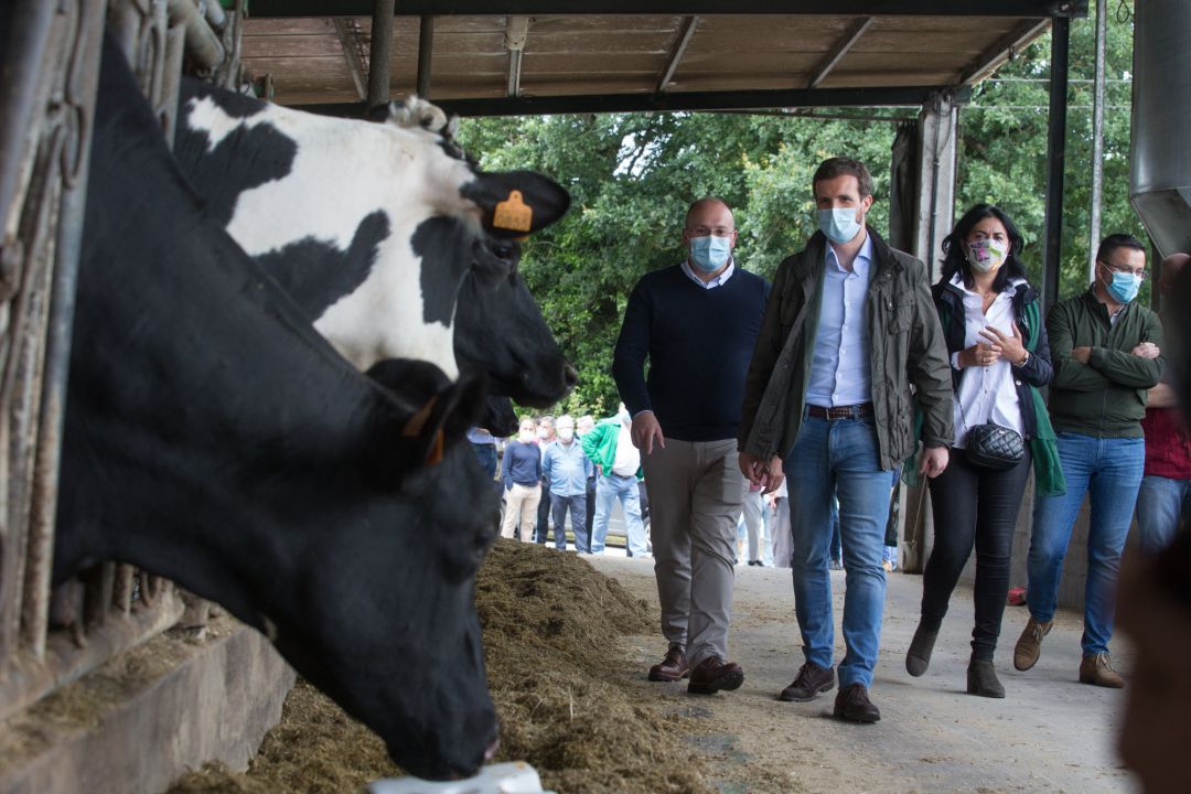 Pablo Casado visitando una explitación láctea en Cospeito Pablo Casado visitando una explitación láctea en Cospeito