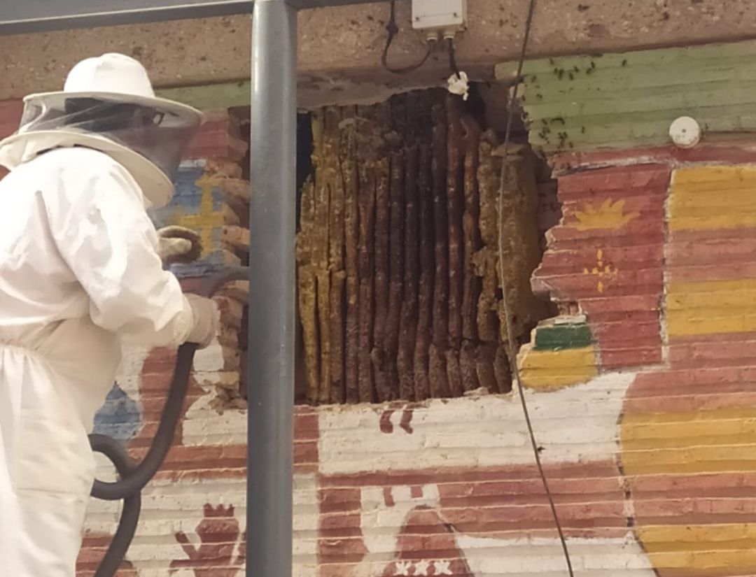 Hallados hasta 16 panales de abejas en el Instituto Francisco de Quevedo de Infantes Hallados hasta 16 panales de abejas en el Instituto Francisco de Quevedo de Infantes