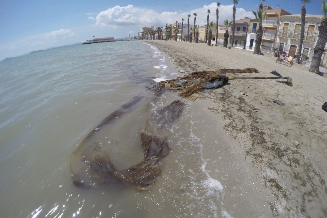 Imagen de restos extraídos de una playa de Los Alcázares. Imagen de restos extraídos de una playa de Los Alcázares.