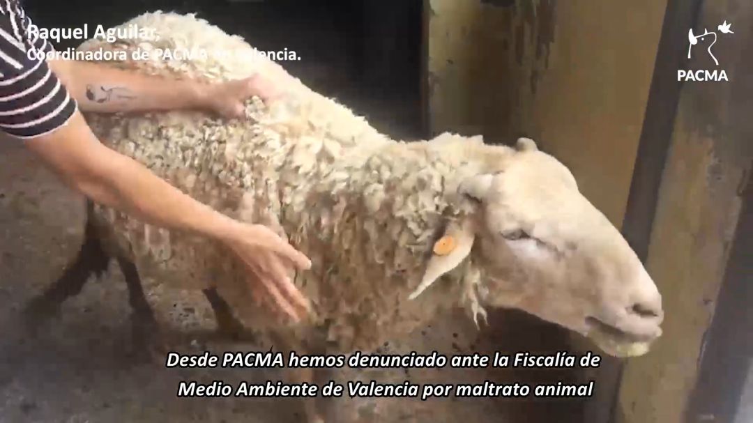 Fragmento del vídeo denuncia: PACMA denuncia por maltrato animal a los responsables de una granja escuela en Valencia Fragmento del vídeo denuncia: PACMA denuncia por maltrato animal a los responsables de una granja escuela en Valencia