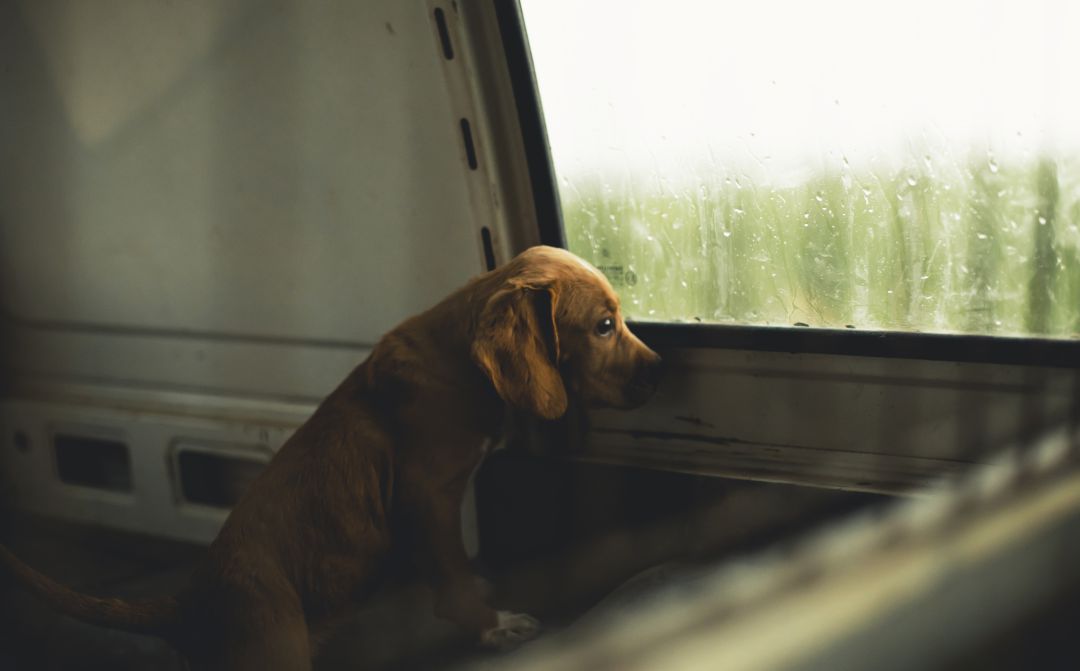 Un cachorro en el interior de un vehículo. Un cachorro en el interior de un vehículo.