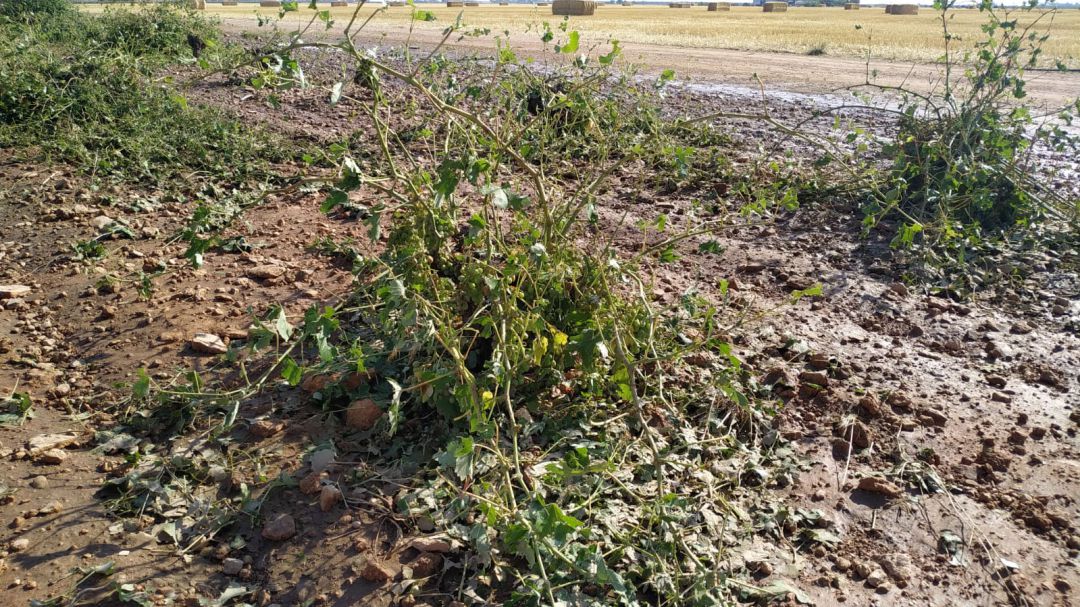 Vides destrozadas por el granizo en Socuéllamos Vides destrozadas por el granizo en Socuéllamos