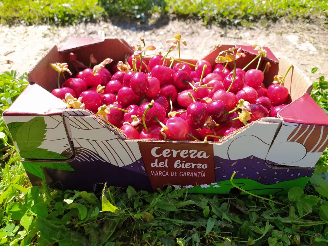 Jaula de cerezas de Corullón Jaula de cerezas de Corullón