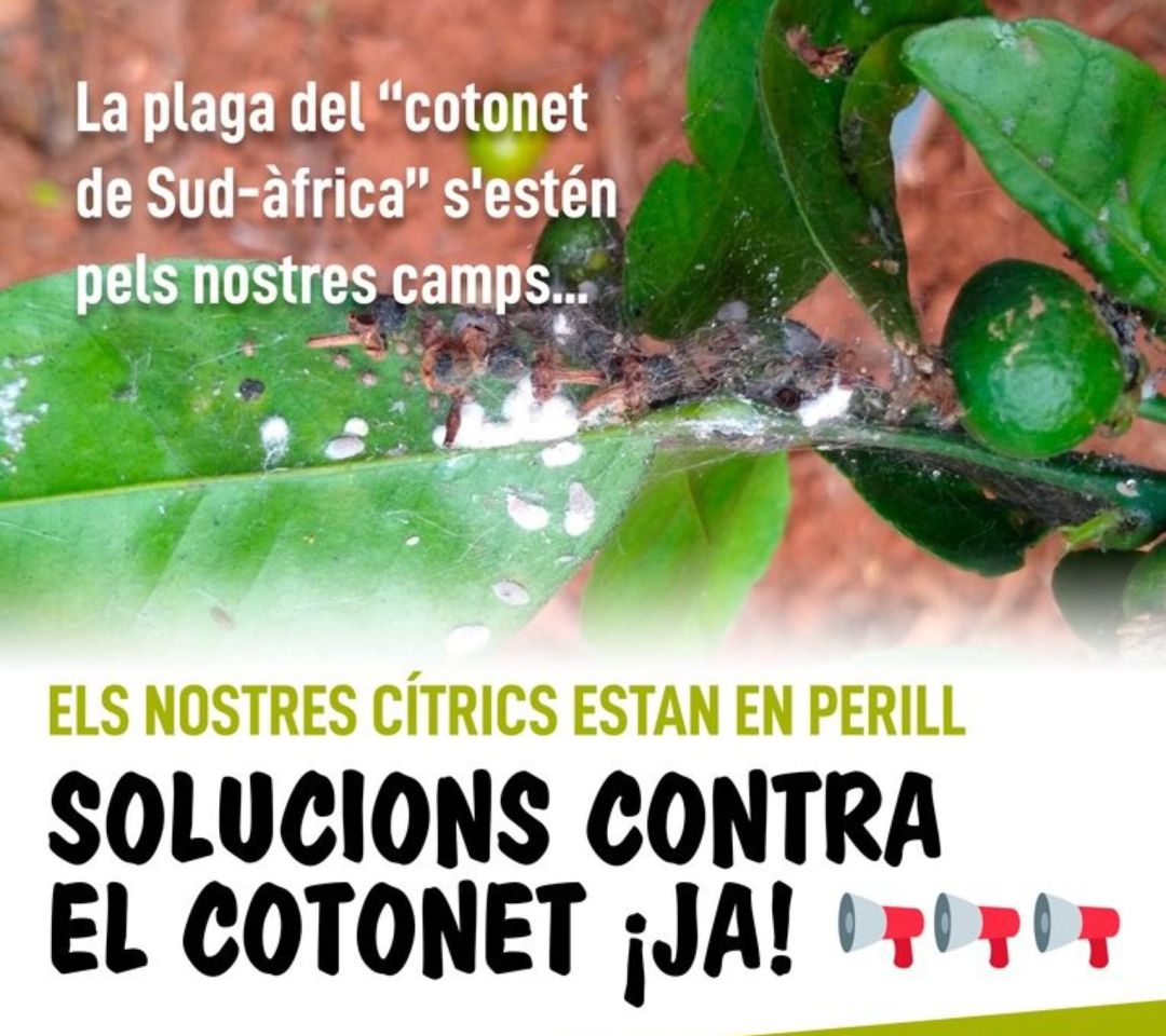 Cartel concentración Cartel concentración