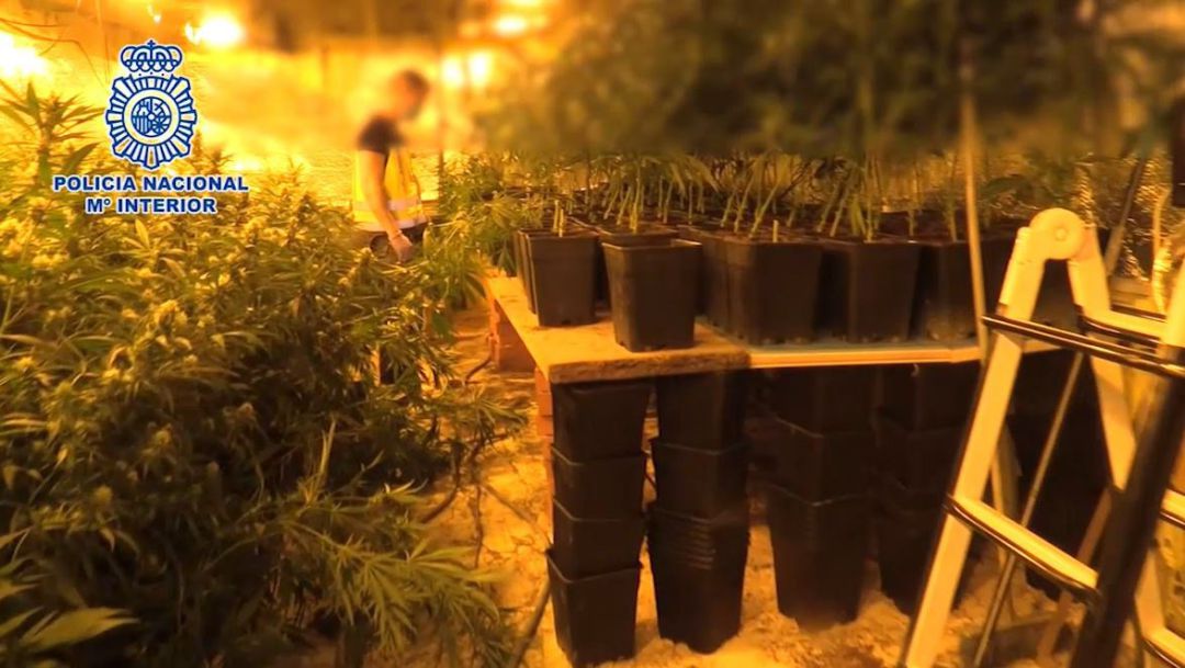 Cae un de los mayores entramados en Madrid dedicados a importar heroían y cultivar y exportar marihuana. Cae un de los mayores entramados en Madrid dedicados a importar heroían y cultivar y exportar marihuana.