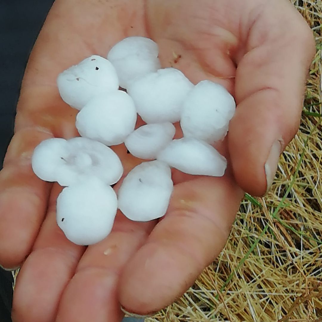 El granizo ha provocado daños en los viñedos El granizo ha provocado daños en los viñedos