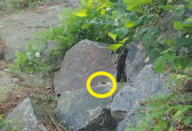 La ardilla está escondida sobre la piedra. La ardilla está escondida sobre la piedra.