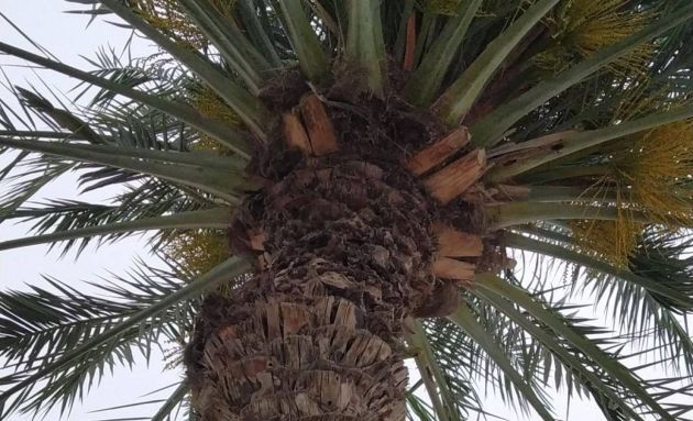 El loro está escondido tras la imagen. El loro está escondido tras la imagen.