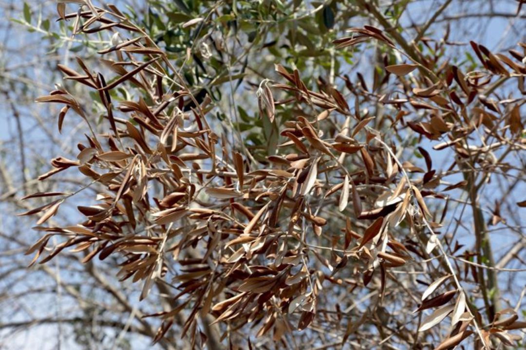 Árbol afectado por la xylella fastidiosa Árbol afectado por la xylella fastidiosa