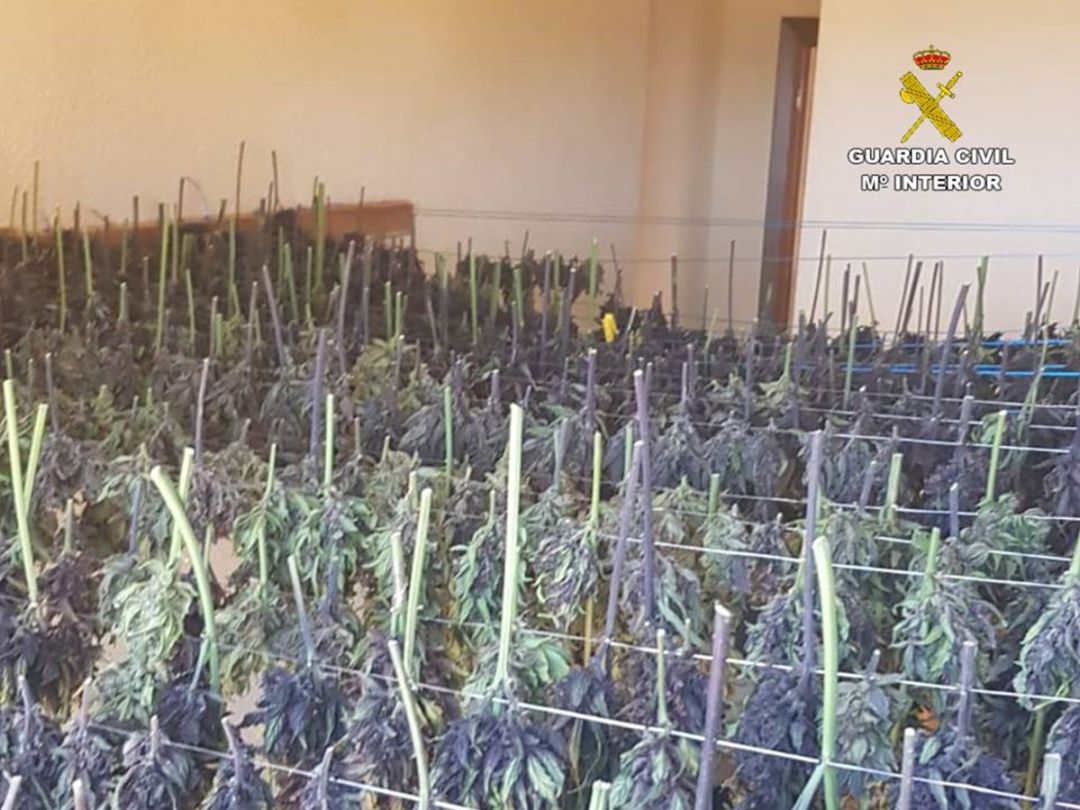 Plantación de marihuana incautada Plantación de marihuana incautada