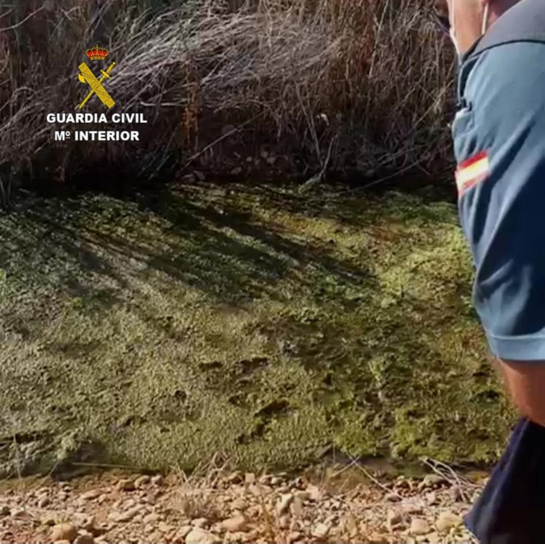 Las ranas fueron devueltas al agua Las ranas fueron devueltas al agua