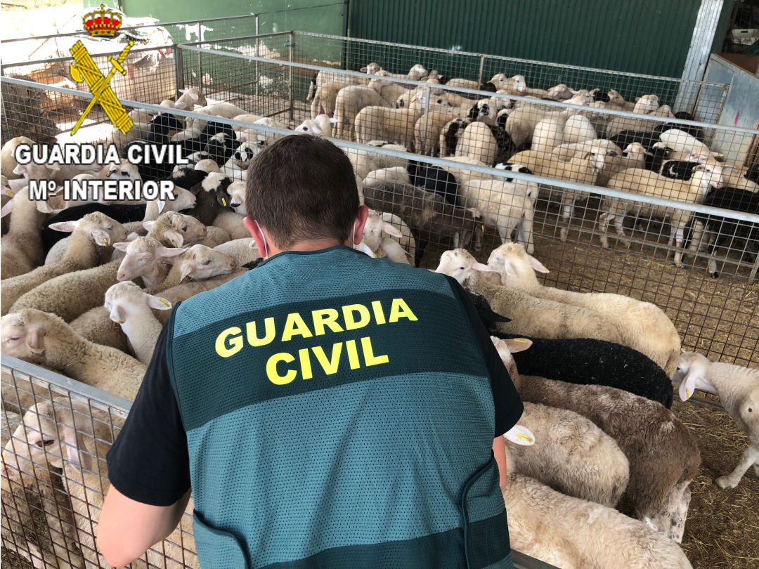 Imatge de l'operatiu de la Guàrdia Civil Imatge de l'operatiu de la Guàrdia Civil