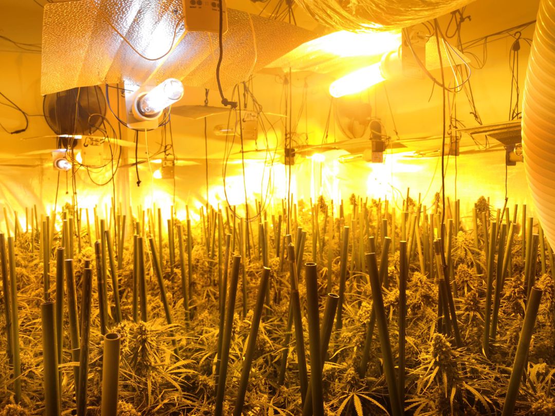 Imatge d'una de les plantacions de marihuana investigades Imatge d'una de les plantacions de marihuana investigades