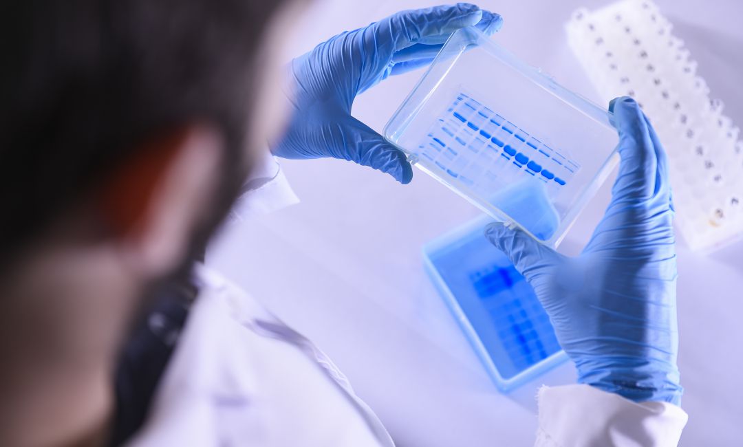 Un laboratorio ensayando la vacuna contra el coronavirus. Un laboratorio ensayando la vacuna contra el coronavirus.