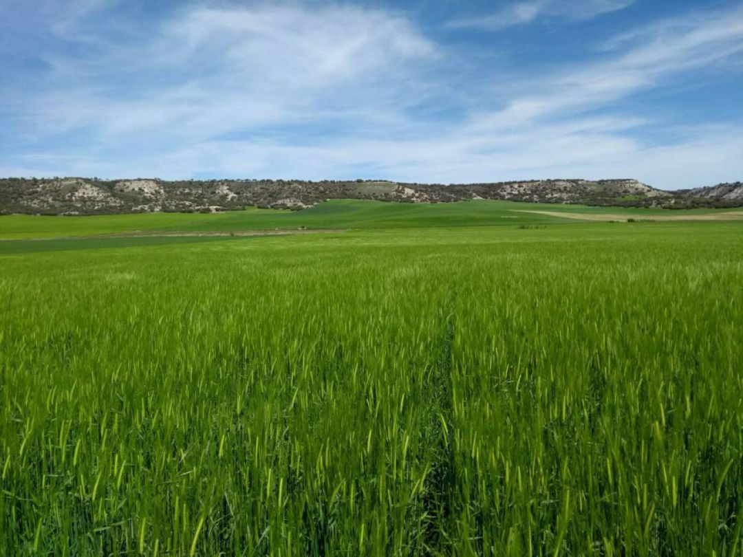 Campo de cereal del Cerrato palentino Campo de cereal del Cerrato palentino