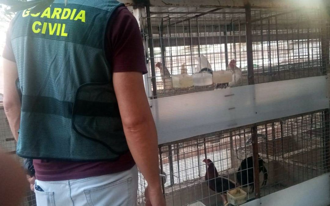 Un guardia civil contempla parte de los pollos y gallos que fueron sustraídos. Un guardia civil contempla parte de los pollos y gallos que fueron sustraídos.
