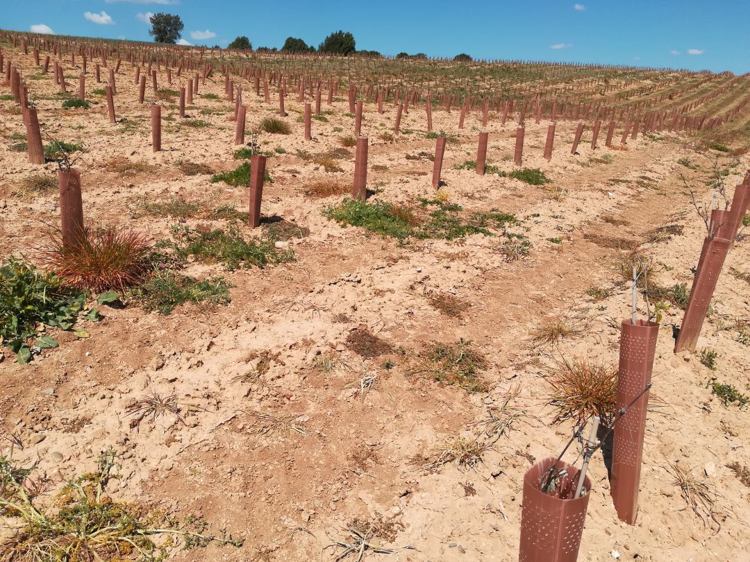 Viñedos recién plantados Viñedos recién plantados