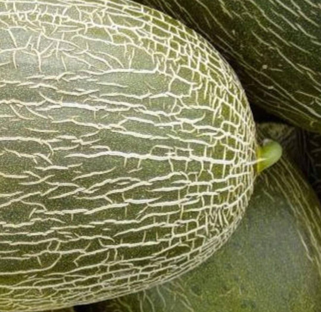 Melón 'piel de sapo', característico de La Mancha Melón 'piel de sapo', característico de La Mancha