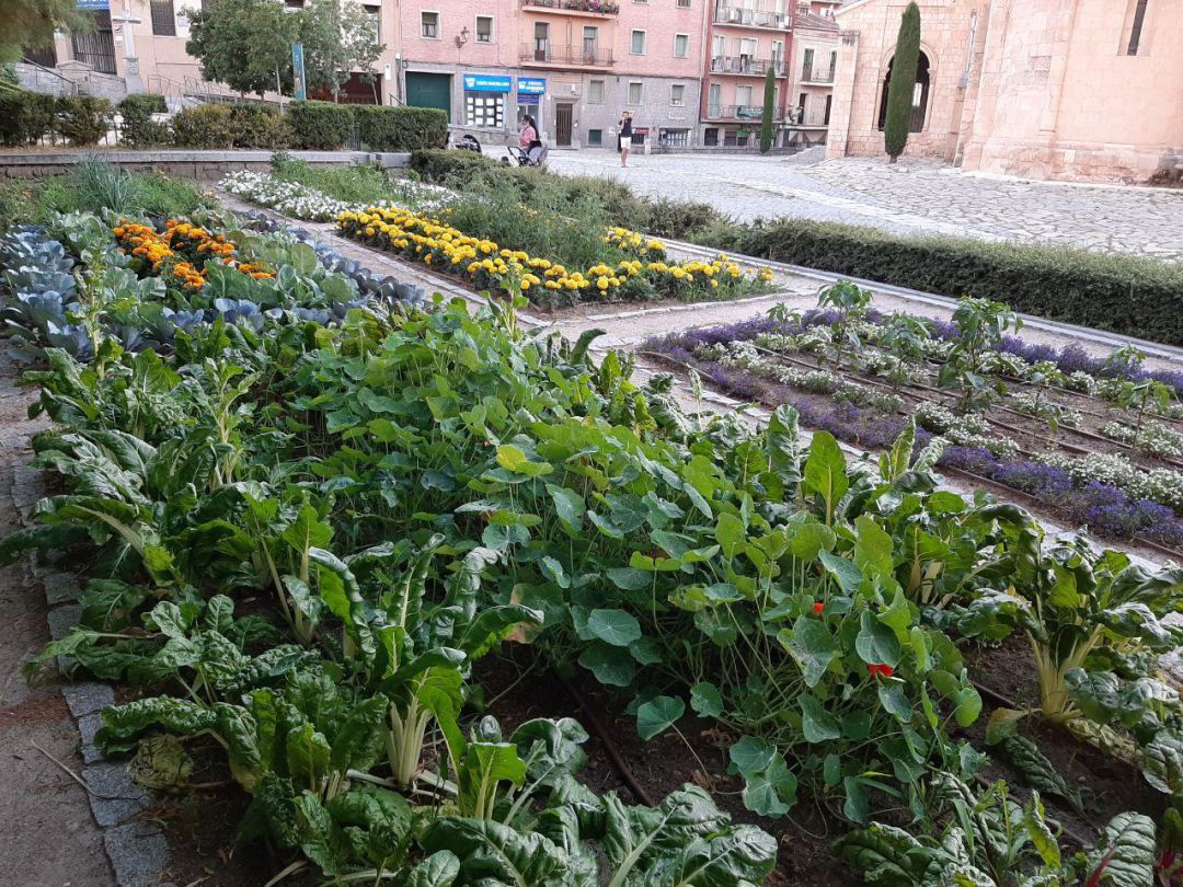 Las plantaciones, realizadas en mayo, combinan un uso ornamental con un uso tradicional hortícola y etnobotánico Las plantaciones, realizadas en mayo, combinan un uso ornamental con un uso tradicional hortícola y etnobotánico