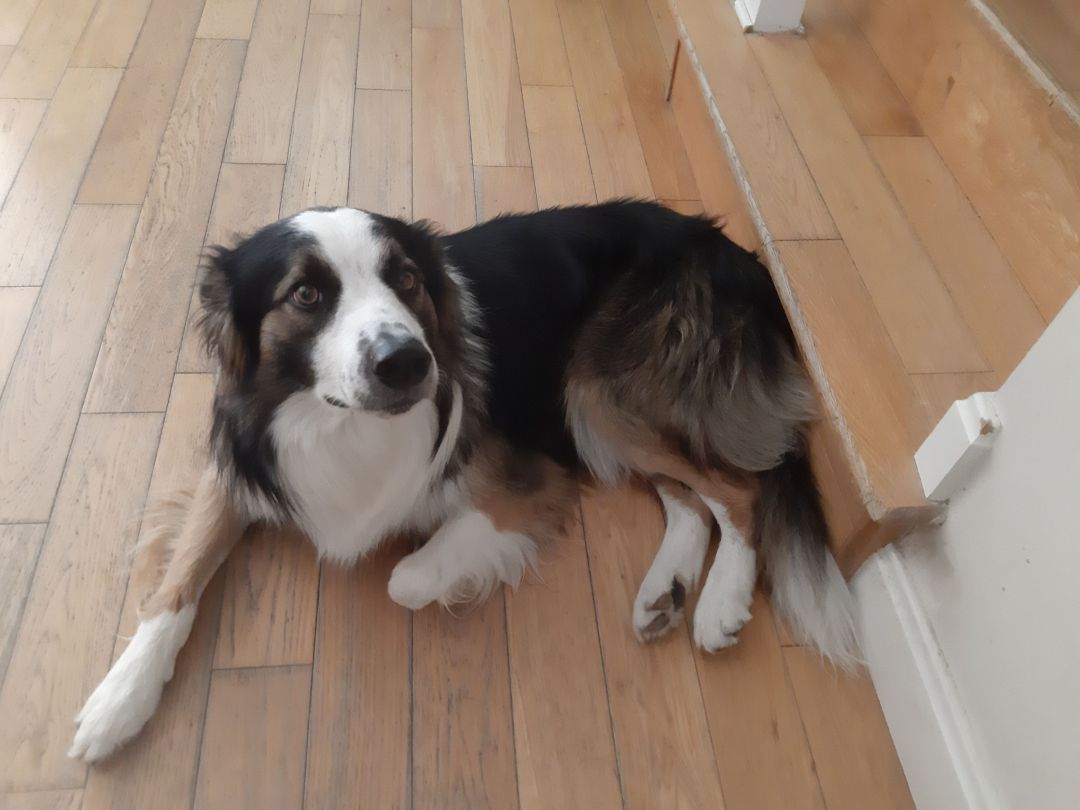 El abandono de mascotas se están disparando también en Jerez El abandono de mascotas se están disparando también en Jerez