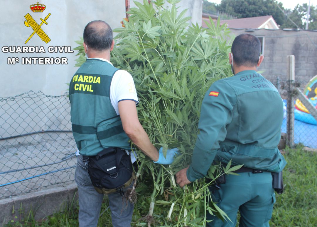 Agentes trasladando las plantas de marihuana del invernadero de Cangas Agentes trasladando las plantas de marihuana del invernadero de Cangas