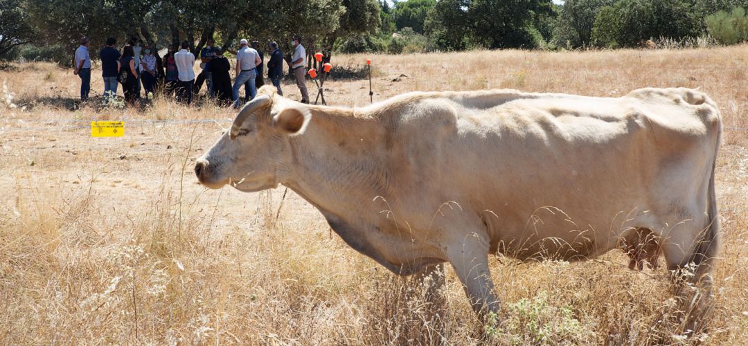 Vaca Vaca
