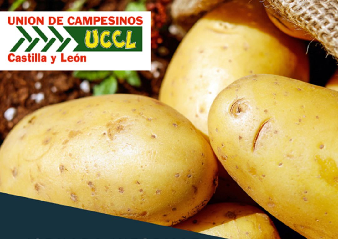 A partir de ahora se regulará el cultivo de la patata a través de la Interprofesional A partir de ahora se regulará el cultivo de la patata a través de la Interprofesional