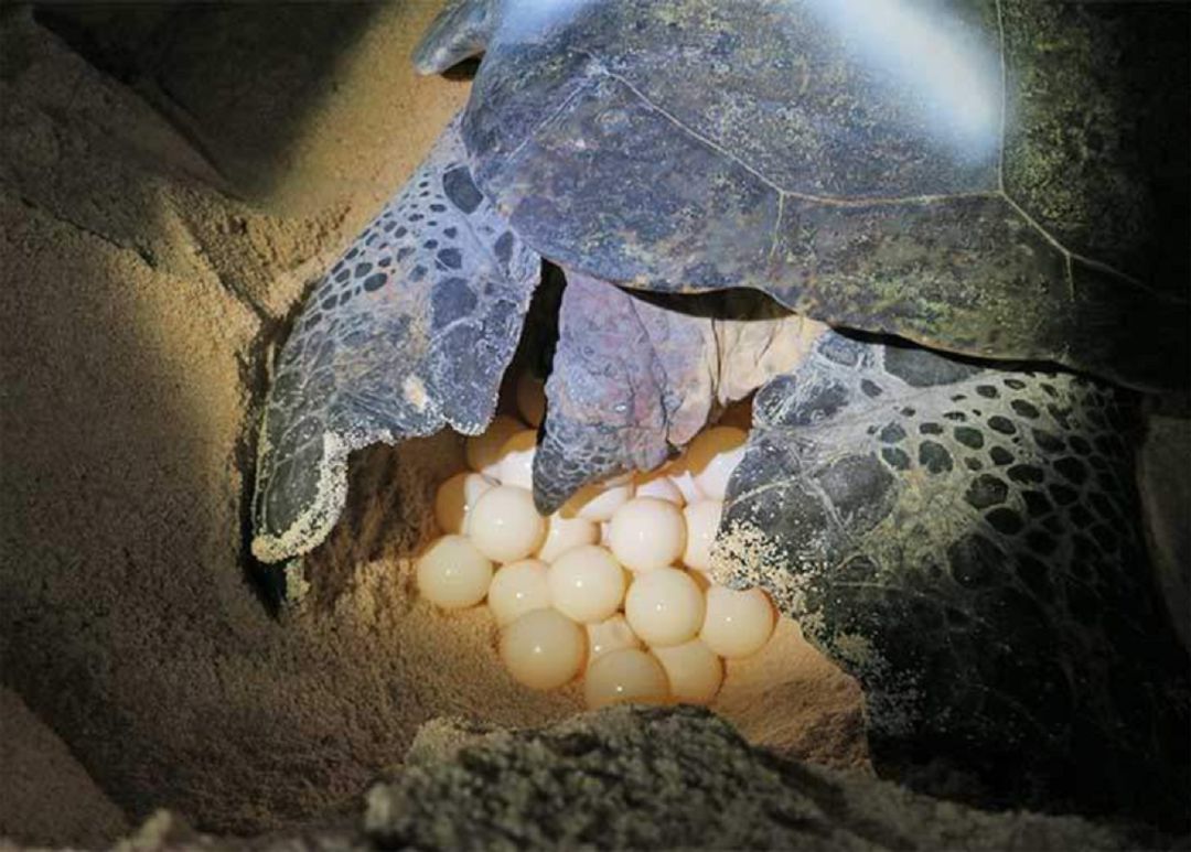 Imagen de archivo de una tortuga desovando en una playa de noche en el Caribe Imagen de archivo de una tortuga desovando en una playa de noche en el Caribe