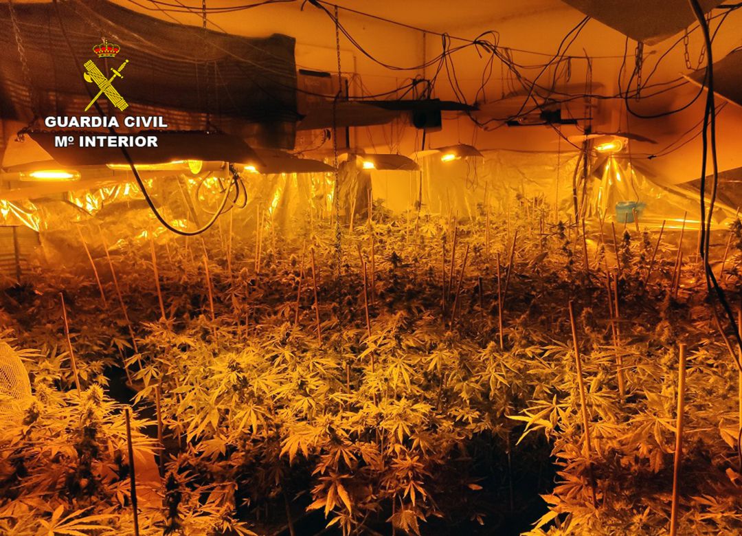 Desmantelado un invernadero en Fortuna con más de 200 plantas de marihuana Desmantelado un invernadero en Fortuna con más de 200 plantas de marihuana