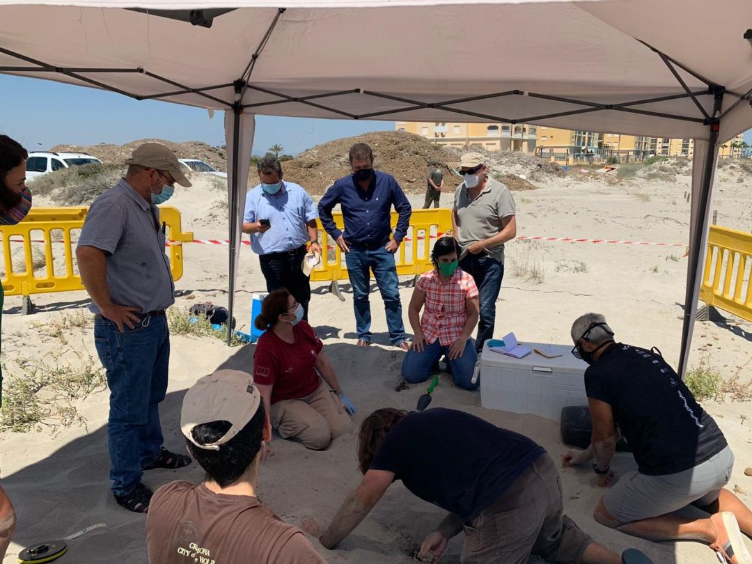 Medio Natural confirma la exitosa puesta de 100 huevos de tortuga boba en una playa de La Manga Medio Natural confirma la exitosa puesta de 100 huevos de tortuga boba en una playa de La Manga