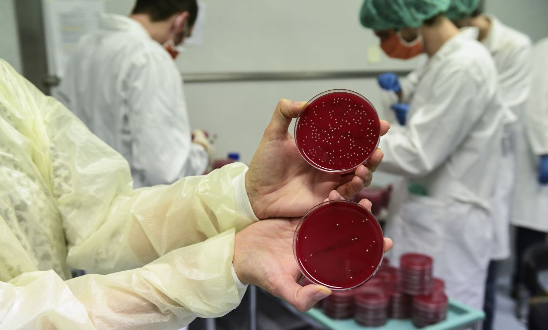 Una científica enseña las placas con bacterias de una mascarilla reutilizada. Una científica enseña las placas con bacterias de una mascarilla reutilizada.