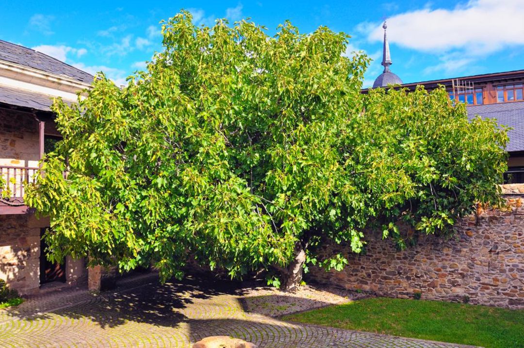 Patio de la higuera del Museo del Bierzo. Patio de la higuera del Museo del Bierzo.