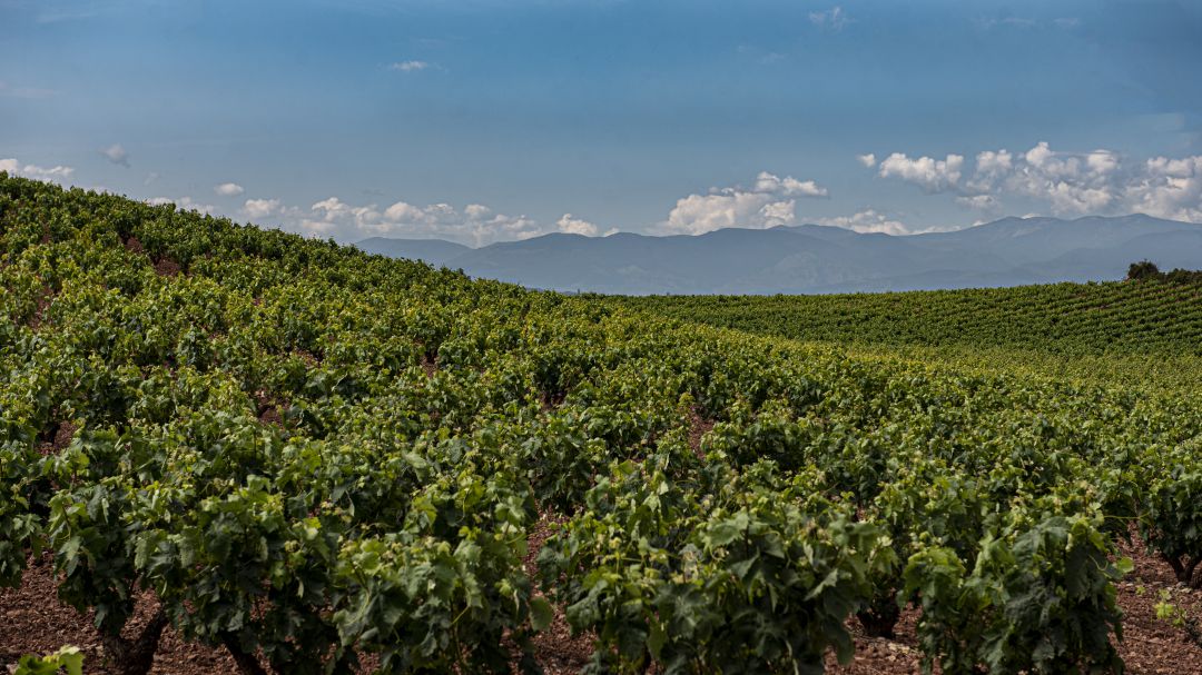 Imagen de archivo de una viña en La Rioja en pleno verano. Imagen de archivo de una viña en La Rioja en pleno verano.
