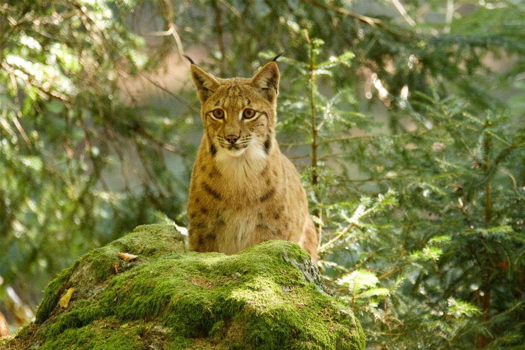 Lince euroasiático en el Parque nacional del Bosque Bávaro, Alemania
Lince euroasiático en el Parque nacional del Bosque Bávaro, Alemania
