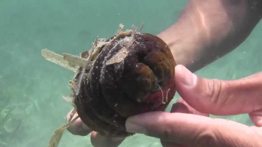 Las espardeñas son como pepinos de mar Las espardeñas son como pepinos de mar