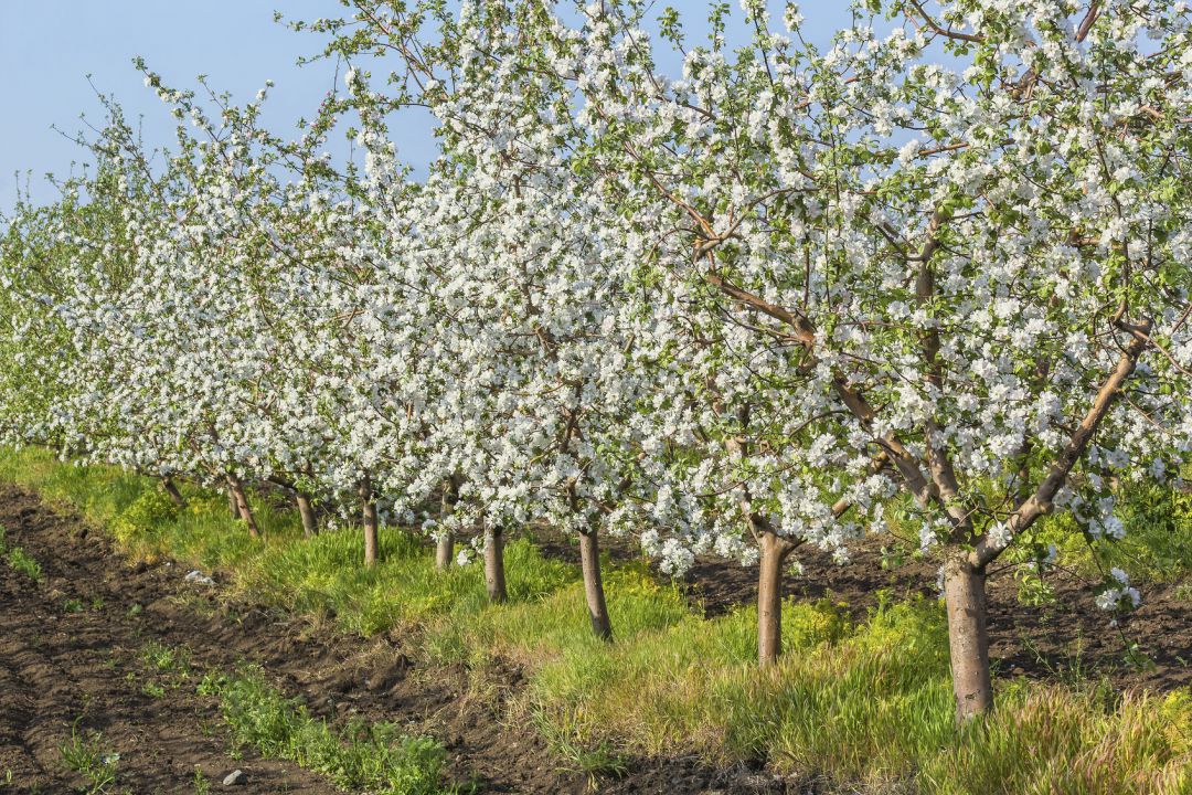 Manzanos en flor Manzanos en flor