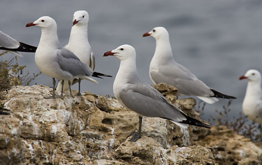 Imagen de varias gaviotas de la especie Audouin Imagen de varias gaviotas de la especie Audouin