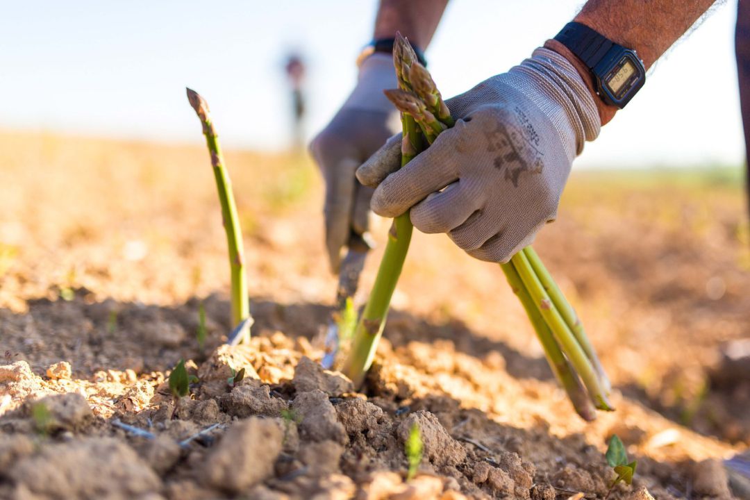 Recogida de espárragos verdes en un campo Recogida de espárragos verdes en un campo