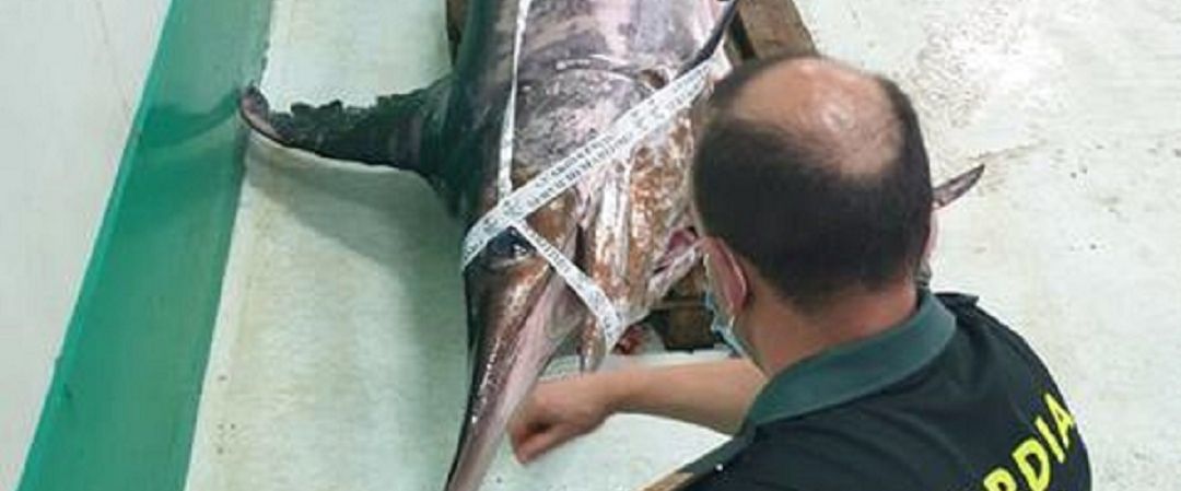 Guardia Civil intercepta pez espada de 245 kilos Guardia Civil intercepta pez espada de 245 kilos
