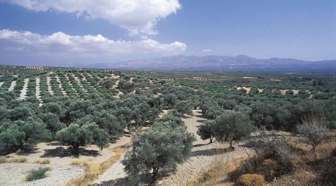 Los paisajes del olivar jiennenses aportan una riqueza visual fuera de toda duda, por ello se pretende que la UNESCO también lo reconozca Los paisajes del olivar jiennenses aportan una riqueza visual fuera de toda duda, por ello se pretende que la UNESCO también lo reconozca