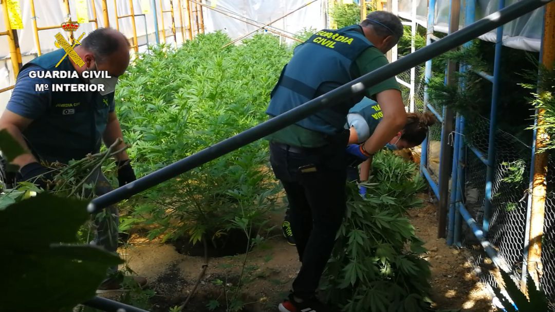 La Guardia Civil desmantela una plantación con 350 plantas de cannabis en una vivienda de El Espinar La Guardia Civil desmantela una plantación con 350 plantas de cannabis en una vivienda de El Espinar