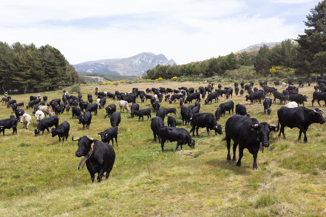 Vacas avileñas realizando la trashumancia en las proximidades del Puerto del Pico Vacas avileñas realizando la trashumancia en las proximidades del Puerto del Pico