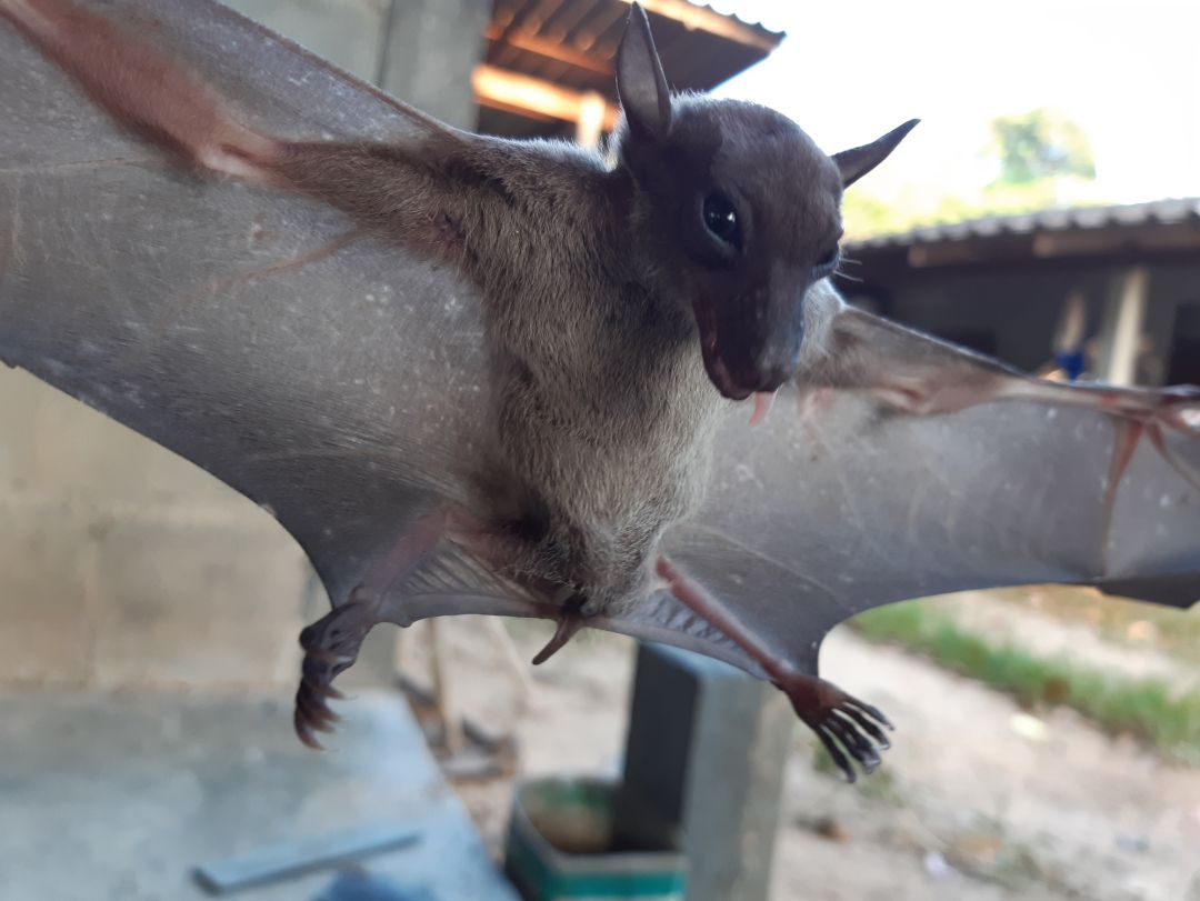 Imagen de archivo de un murciélago, en Tailandia. Imagen de archivo de un murciélago, en Tailandia.