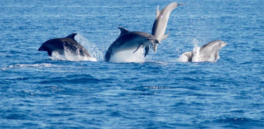 Delfines mulares. Delfines mulares.